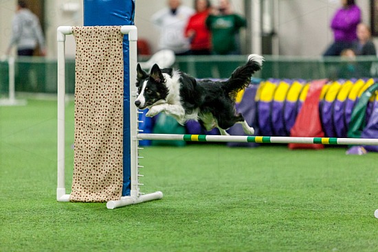 Nursery Agility