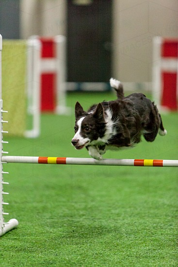 Senior / Champ Agility