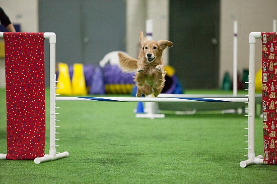 Performance Speed Jumping