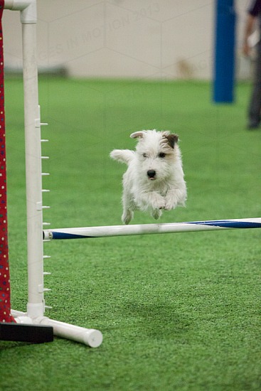 Steeplechase Finals