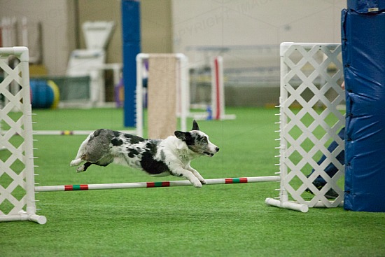 Performance Speed Jump Finals