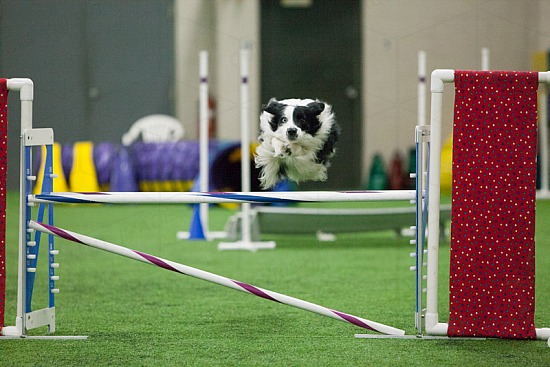 Steeplechase