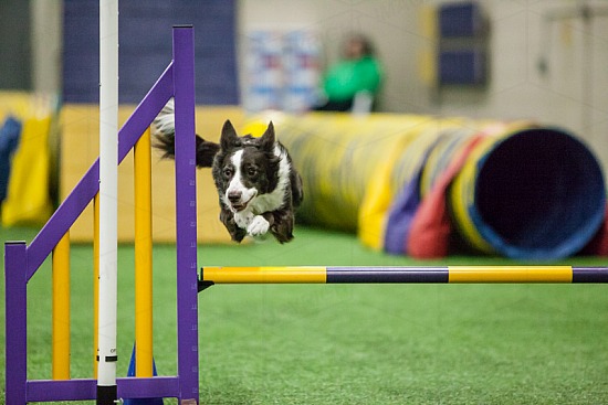 Senior/Champion Agility