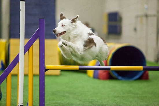 Masters Agility