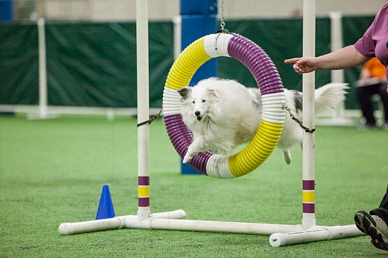 Beginner / Novice Agility