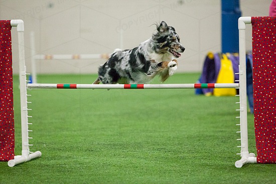 Beginner/Novice Jumping