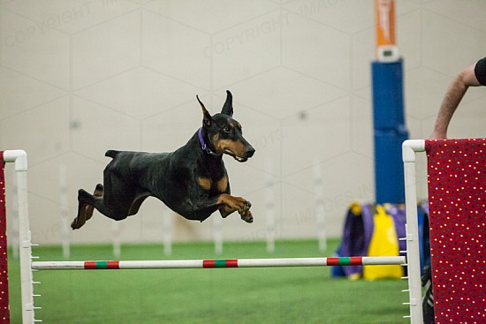 Senior/Champion Jumping