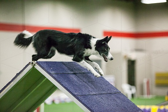 Senior/Champion Agility